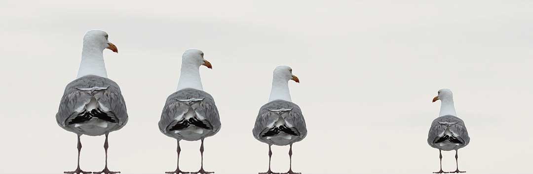 Three large seagulls standing together in a row, to the right is a smaller seagull to symbolize the exclusion of one family member through Disinheritance. Article: Can a foreigner Inherit land in the Philippines? By Lawyers in the Philippines