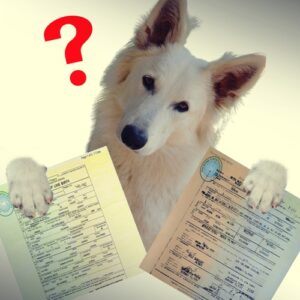 A dog with his head tilted and wondering about two Philippine birth certificates on his hands